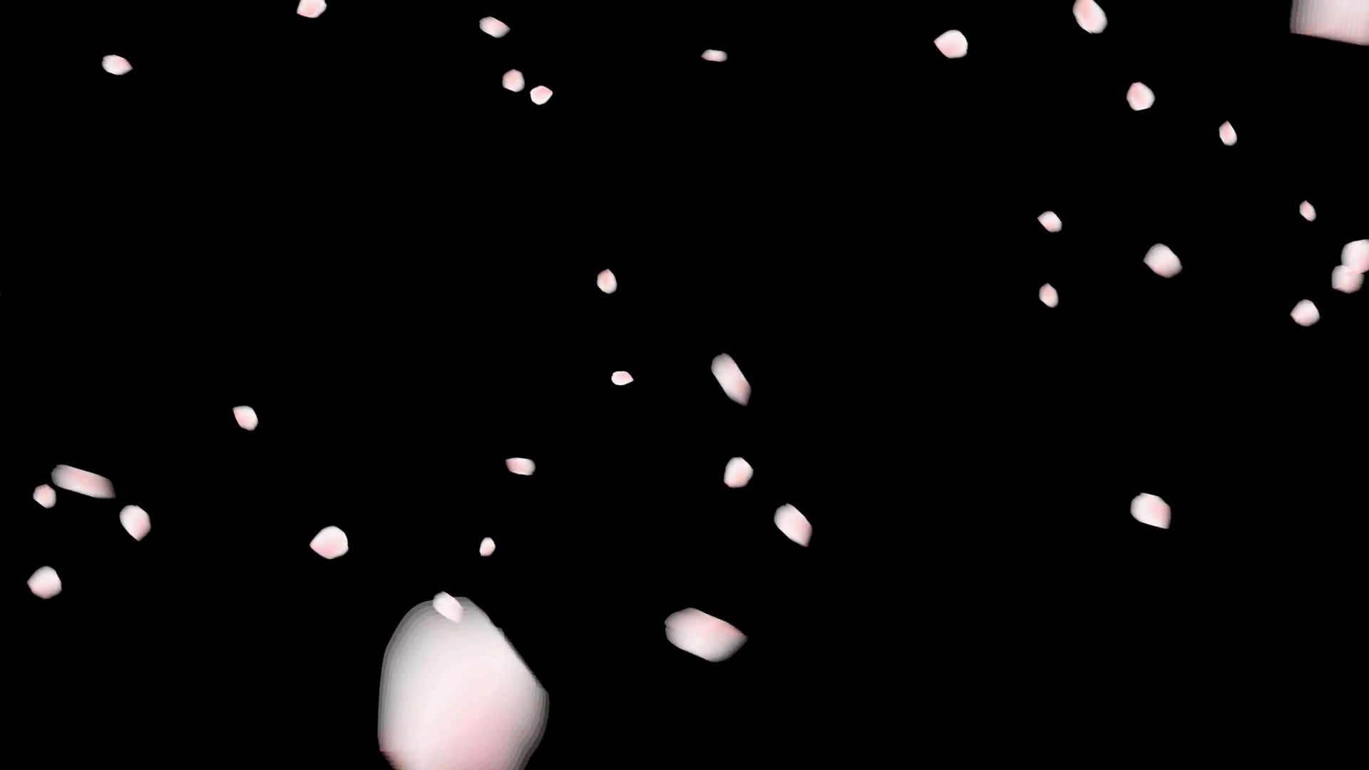 sakura petals falling quiet park